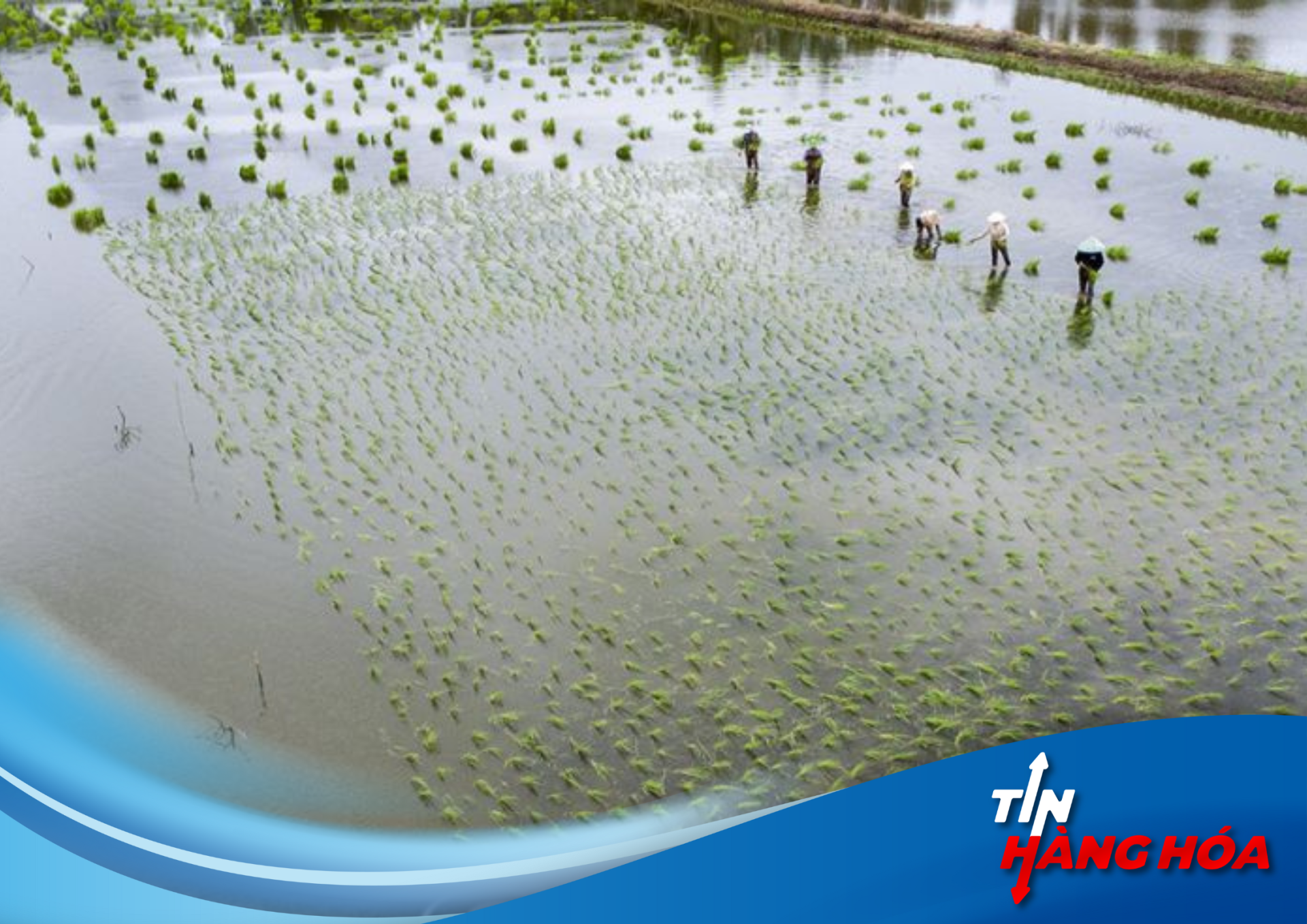 "N&ocirc;ng sản sạch Thới B&igrave;nh: Bệ ph&oacute;ng xanh cho tương lai bền vững!"
